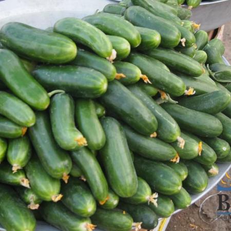 Cucumber in Uzbekistan Bazaars